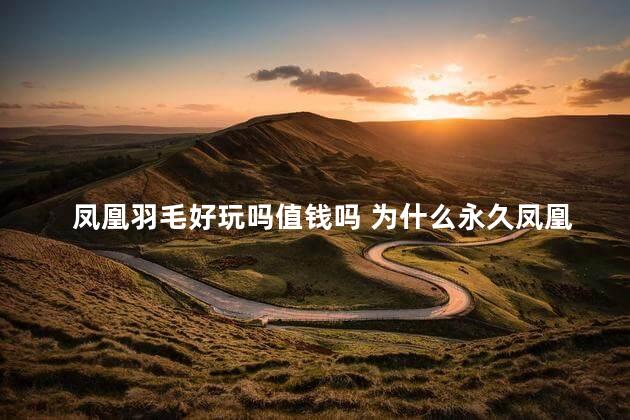 凤凰羽毛好玩吗值钱吗 为什么永久凤凰不能买